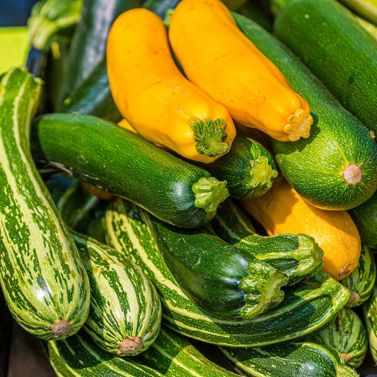 Fresh Squash & Zucchini Patty Pan - Farm-Fresh & Delicious Exotic Vegetable Seeds