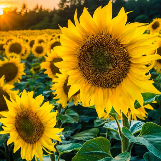 Sunflower Russian Giant Summer Flower Seeds
