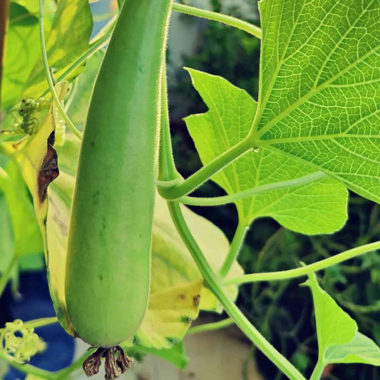 Bottle Gourd Vegetable Seeds