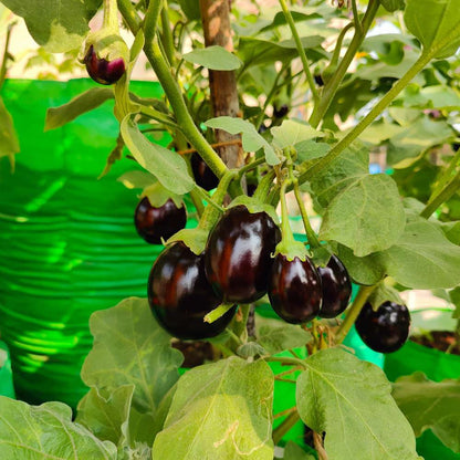 Brinjal-Eggplant F1 Sona Babu Chu Chu Type Premium Vegetable Seeds