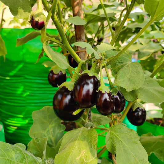 Brinjal-Eggplant F1 Chu Chu Hybrid Vegetable Seeds