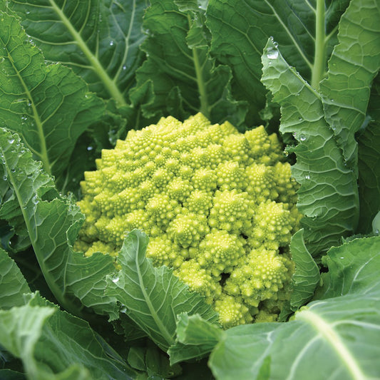 Romanesco Broccoli - Unique Mandir Temple Inspired Design Exotic Vegetable Seeds
