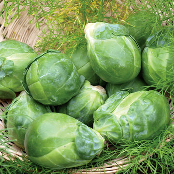 Long Island Green Brussels Sprouts Microgreens Seeds