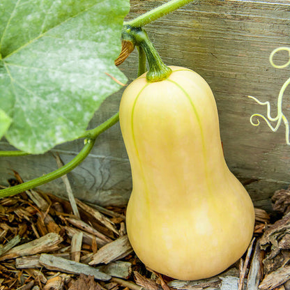 Walthum Butternut Squash - Fresh and Nutritious