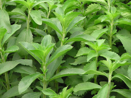 Stevia Rebaudiana Herb Seeds