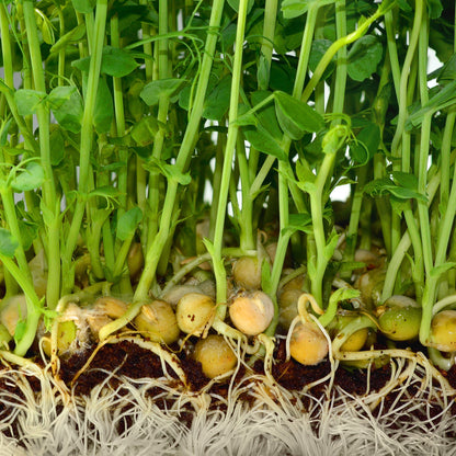 Chic Pea Green Sprouts Microgreens Seeds
