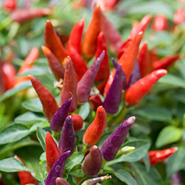 Ornamental Chili - Imported Decorative Pepper Plant Exotic Vegetable Seeds