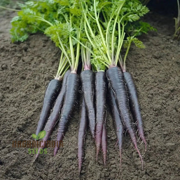 Carrot Black Wonder - Premium Organic Carrots Exotic Vegetable Seeds