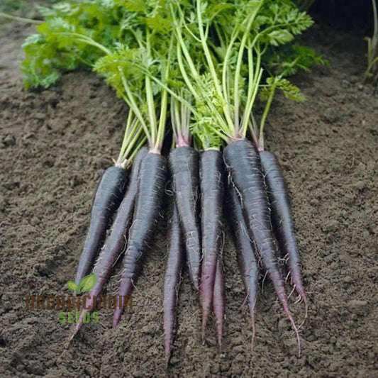 Carrot Black Wonder - Premium Organic Carrots Exotic Vegetable Seeds