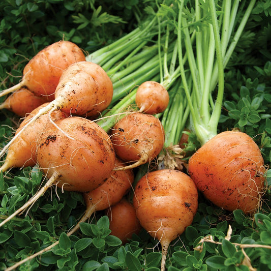 Round Nantes Carrot Vegetable Seeds