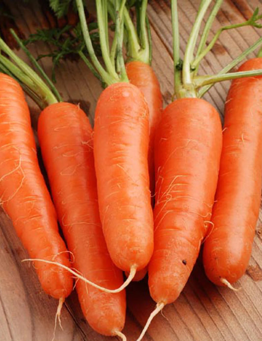 Carrot IMP Early Nantes Vegetable Seeds