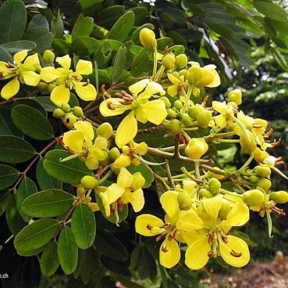 Cassia Siamea  Herb Seeds