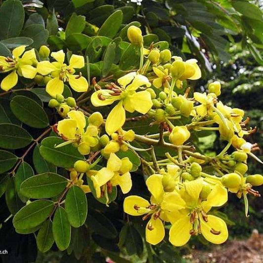 Cassia Siamea  Herb Seeds