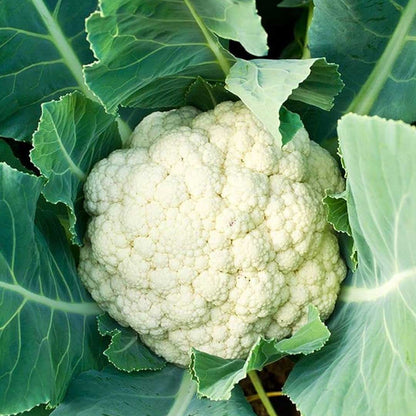 Cauliflower F1 Hybrid Seeds
