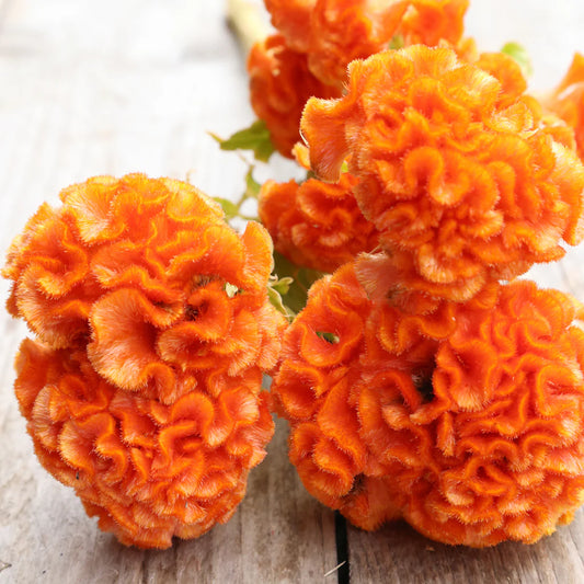 Cockscomb Orange Summer Flower Seeds