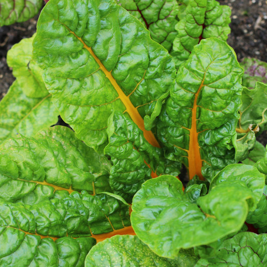 Collard & Swiss Chard Yellow Microgreens Seeds