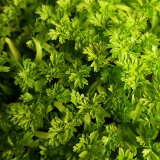 Chervil Green Microgreens Seeds