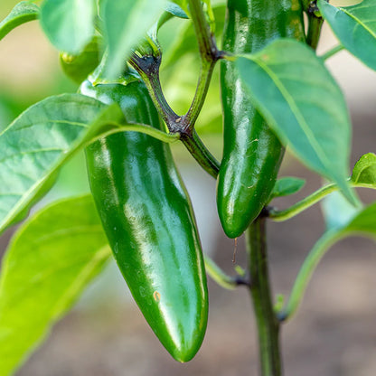 Jalapeno M Bullet Chilli Vegetable Seeds