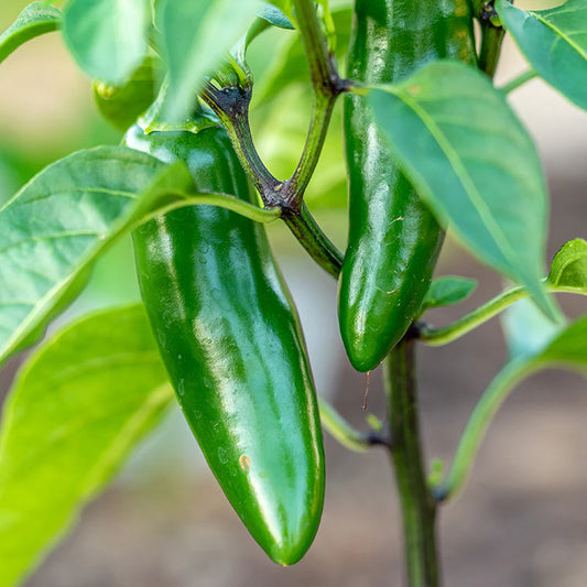 Jalapeno M Bullet Chilli Vegetable Seeds