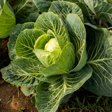 Organic Green Leaf Cabbage Microgreens Seeds