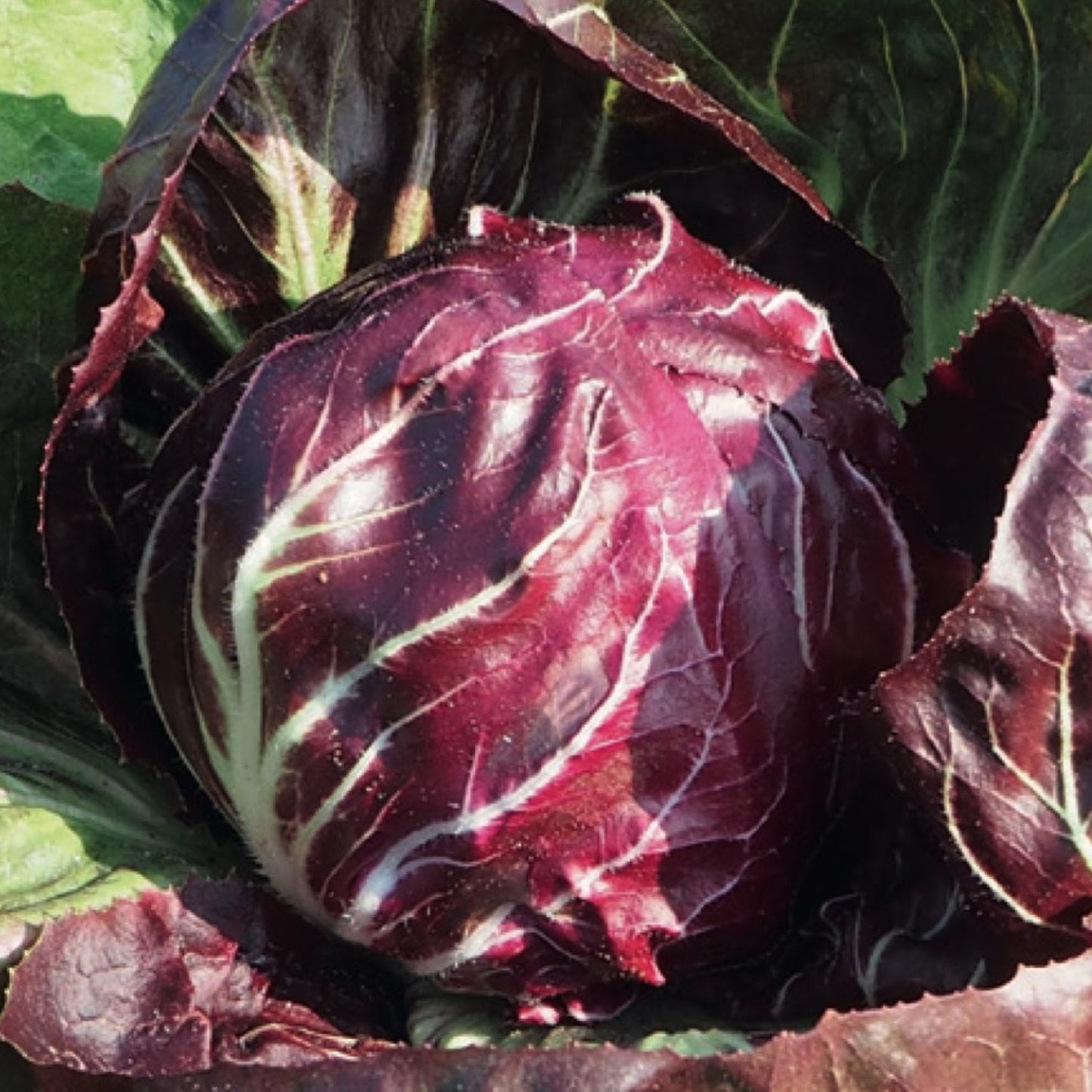 Chicory Resso di Verma – Elegant and Authentic Italian Coffee Blend Exotic Vegetable Seeds