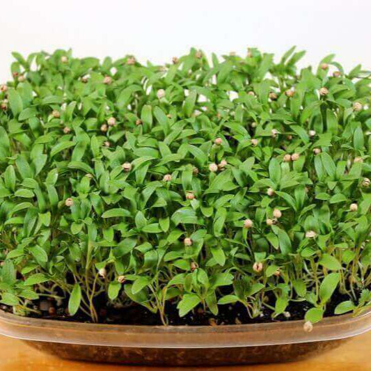 Imported Cilantro Coriander Microgreens Seeds