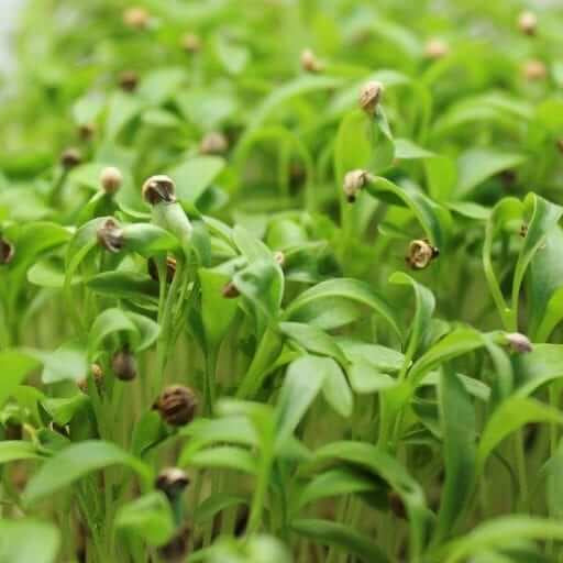 Cilantro Split Seeds – Imported Coriander Microgreens Seeds