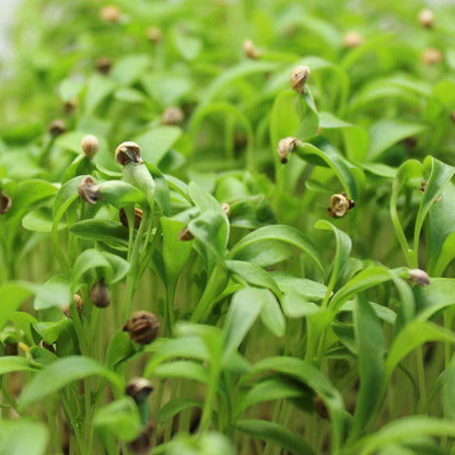 Cilantro Split Herb Seeds