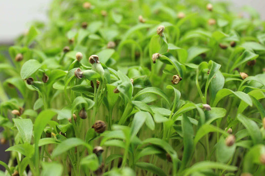 Cilantro Split Herb Seeds