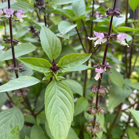 Cinnamon Basil Herb Seeds