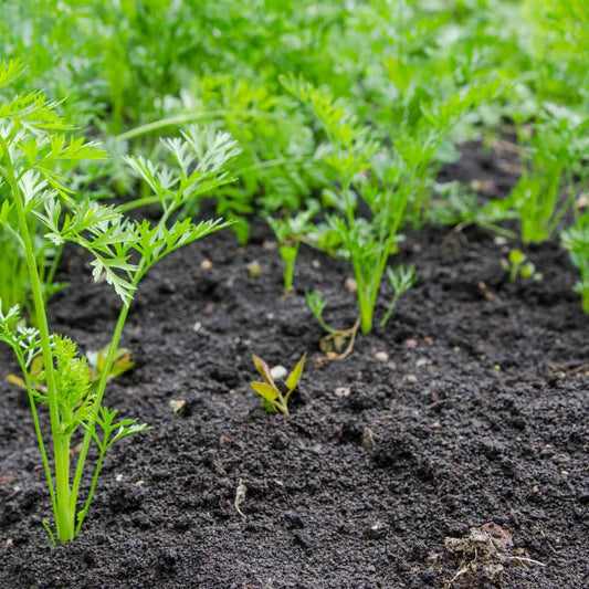 Carrot Green Leaf Microgreens Seeds - Grow Fresh & Nutritious Microgreens at Home