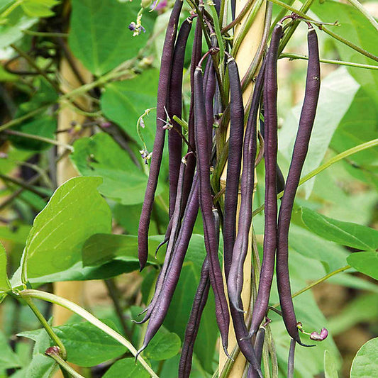 Violette Climbing Beans – High-Quality Heirloom Variety for Vertical Gardens Exotic Vegetable Seeds