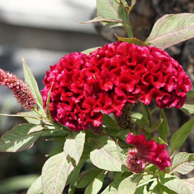 Cockscomb Red Summer Flower Seeds