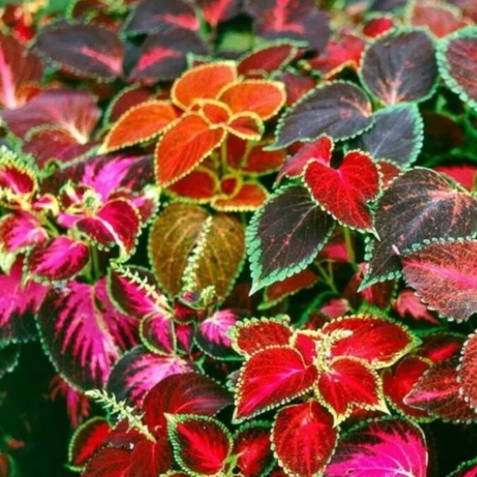 Coleus Rainbow Mixed Summer Flower Seeds