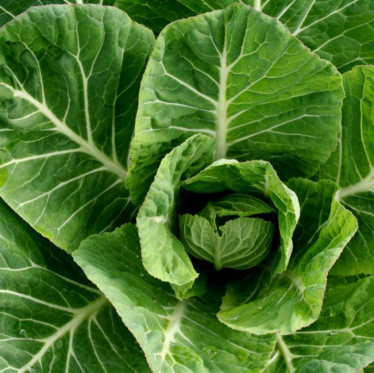 Collard Kale Brassica Green Brassica Leaf Microgreens Seeds