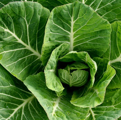 Collard Kale Brassica Green Brassica Leaf Microgreens Seeds