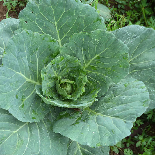 Collard Kale Brassica Green Brassica Leaf Microgreens Seeds