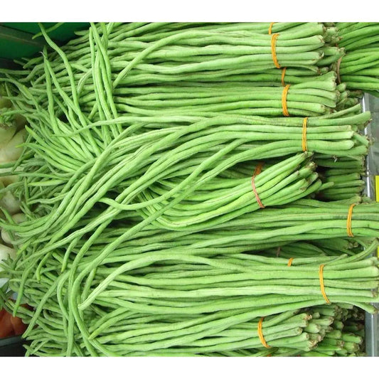 Lobia Cowpea Selection Vegetable Seeds