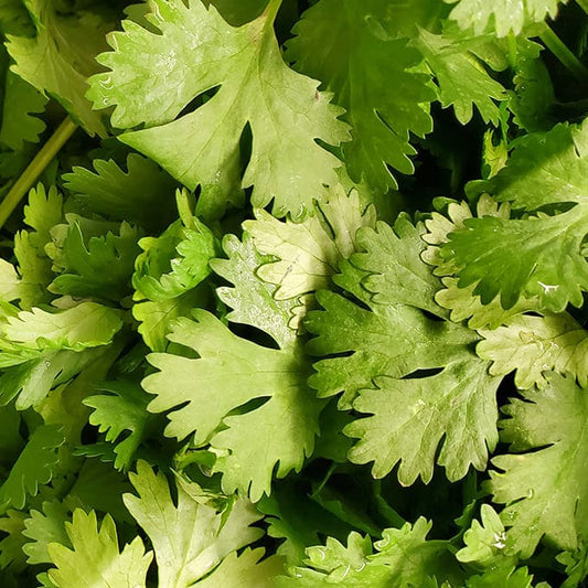 Coriander IMP Vegetable Seeds