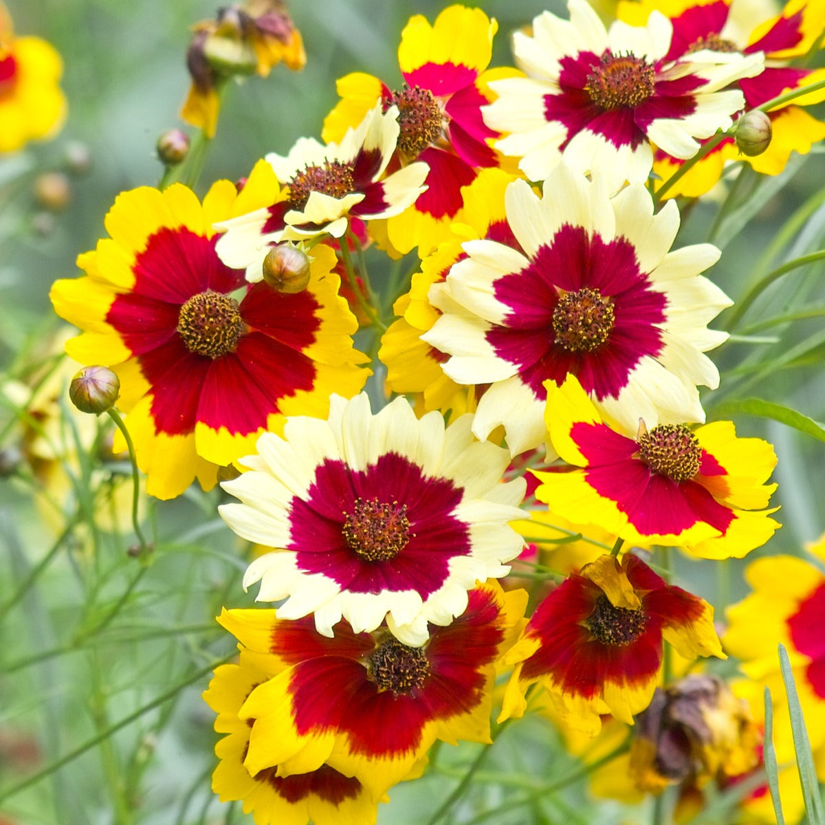Coreopsis Flower Seeds – Vibrant & Easy-to-Grow Perennials for Your Garden