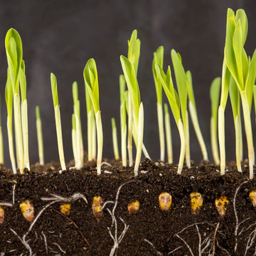 Organic Corn Small Popcorn Shoots Microgreens Seeds
