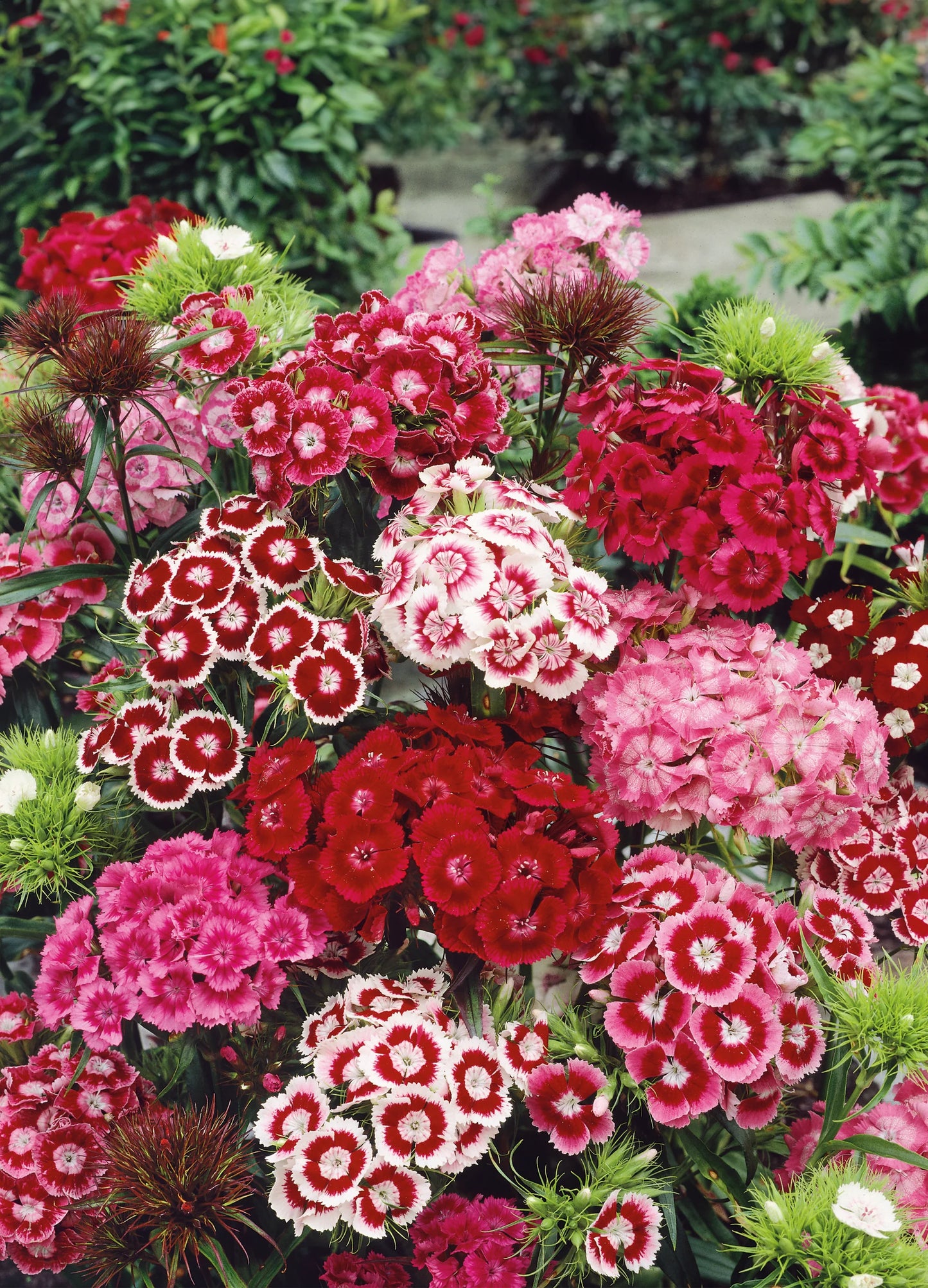 Dianthus Barbatus Sweet William Mixed Winter Flower Seeds