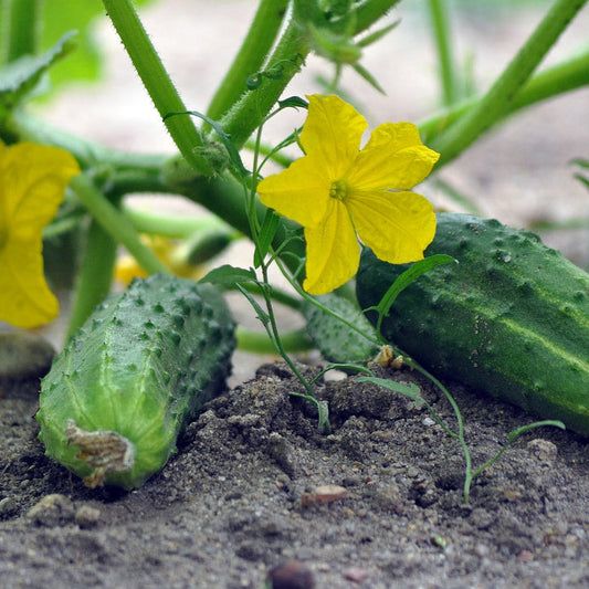 Gherkins Pickling Cucumbers – Fresh, Crunchy, and Perfect for Pickling