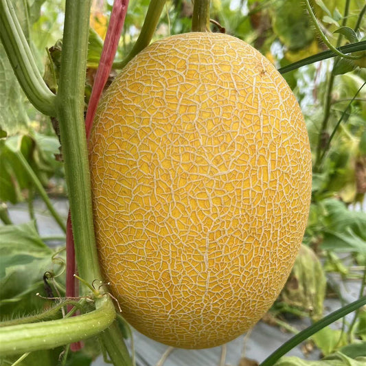 Muskmelon F1 Hybrid Vegetable Seeds
