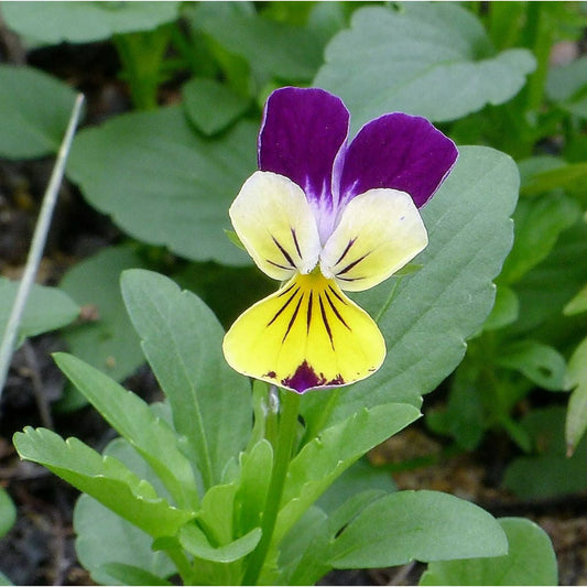 Pansy Viola Johnny Jump Up Flower Seeds