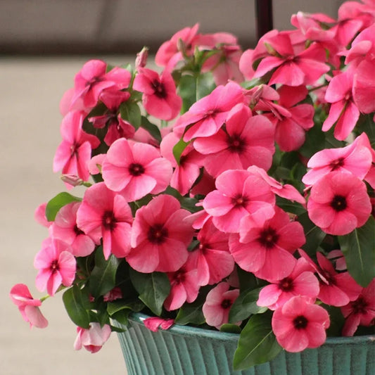 Vinca F1 Trailing Raspberry Summer Flower Seeds