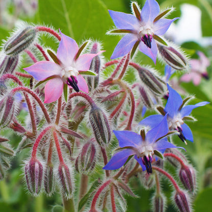 Borage Imported Herb Seeds