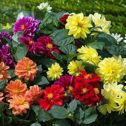 Dahlia Flagro Mixed Winter Flower Seeds