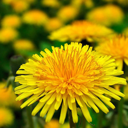 Dandelion Imported Microgreens Seeds