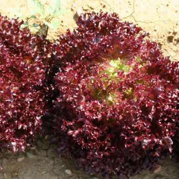 Lollo Rosso Microgreens Seeds – Organic, Fresh & Nutritious Lettuce Salad